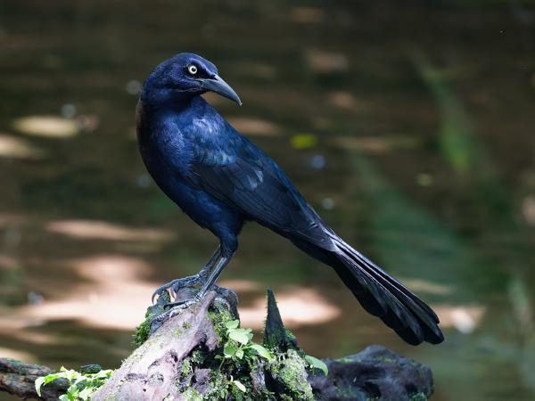 <h3><a href="/trips/costa-rica/biota/animalia/chordata/aves/040 passeriformes/124 icteridae/quiscalus mexicanus/quiscalus mexicanus-nl.html">Quiscalus&nbsp;mexicanus</a> / Great‑tailed&nbsp;grackle / Langstaarttroepiaal</h3>OM-1 Mark II met OLYMPUS M.150-400mm F4.5, 1/125 sec  bij F4.5, ISO 10000, afstand 7.92&nbsp;m